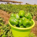 Conseil en vente de  produits de ferme ou de plantation