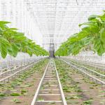Accompagnement Mise en place de ferme / Plantation