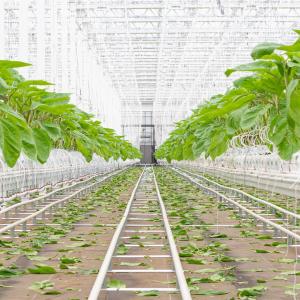 Accompagnement Mise en place de ferme / Plantation