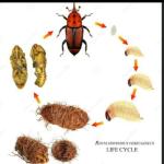 FERME INTEGREE (Elevage Hannetons, charançons)