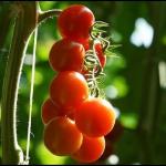 Jardin Utile